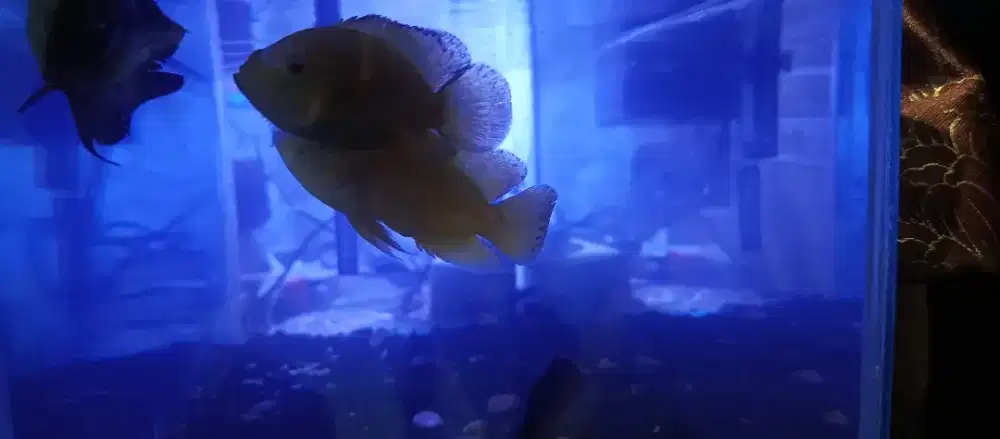 Ikan Oscar + Akuarium