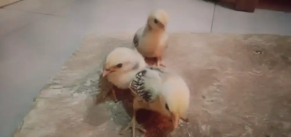 Ayam batik itali