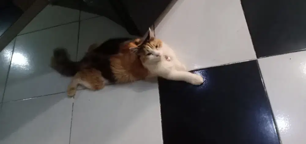 Jual kucing medium persia, calico