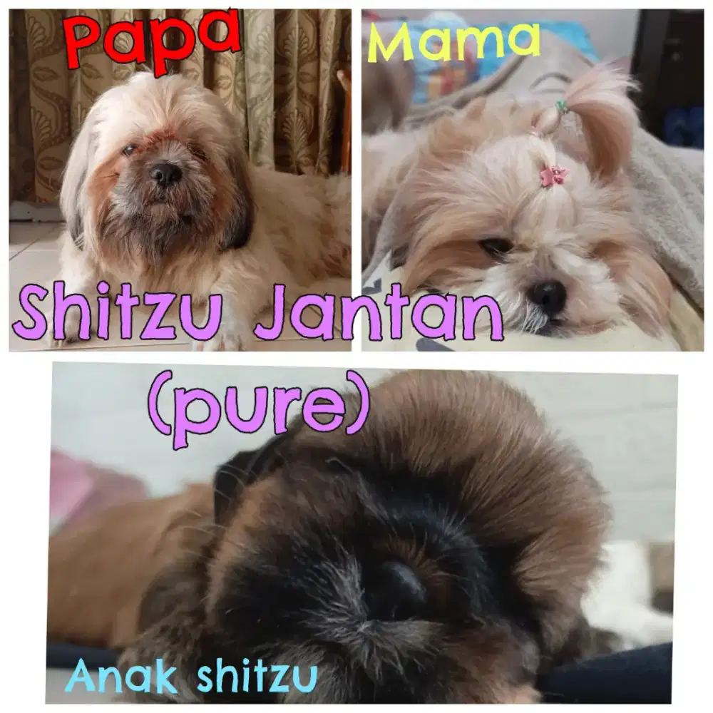 Anjing Shitzu Jantan (apure)