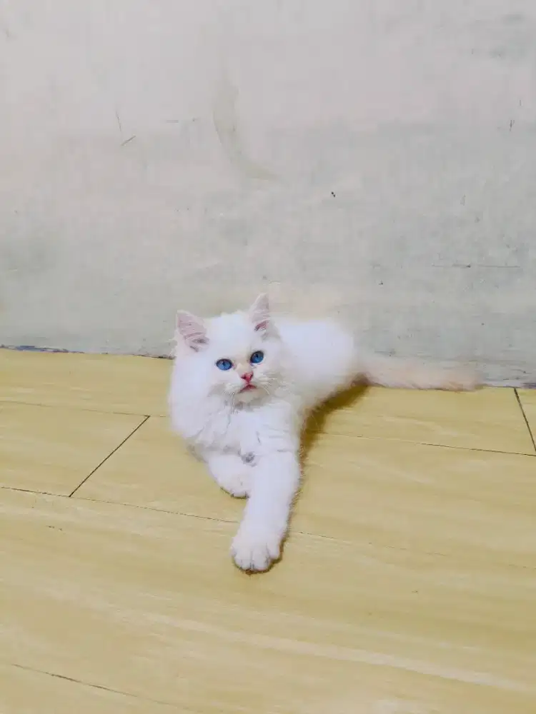 Himalaya red point jantan