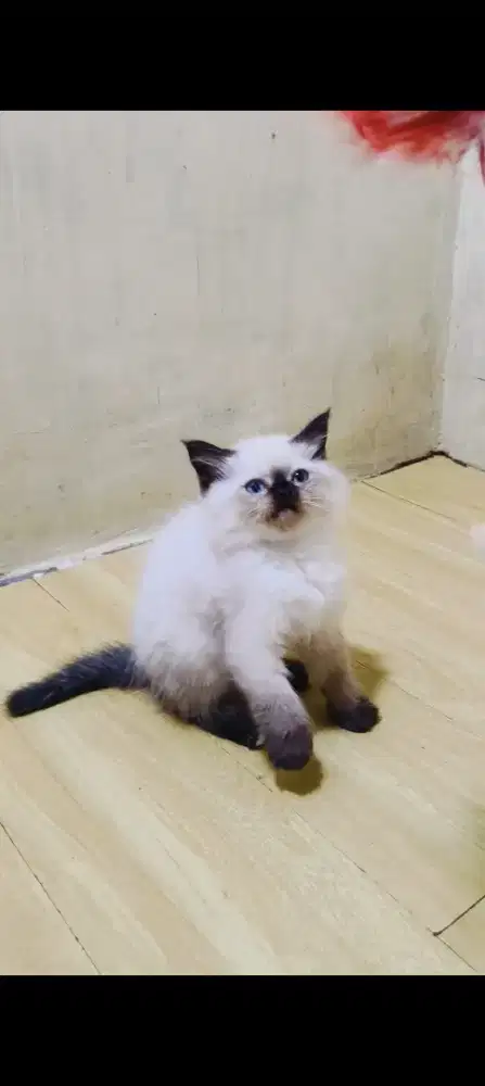 Kitten Himalaya seal point
