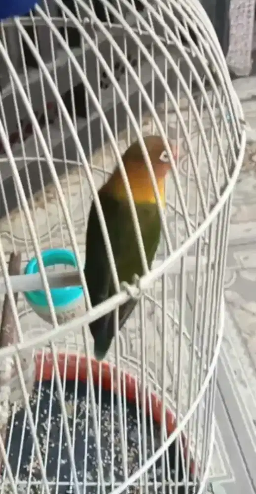 Lovebird dark green fs