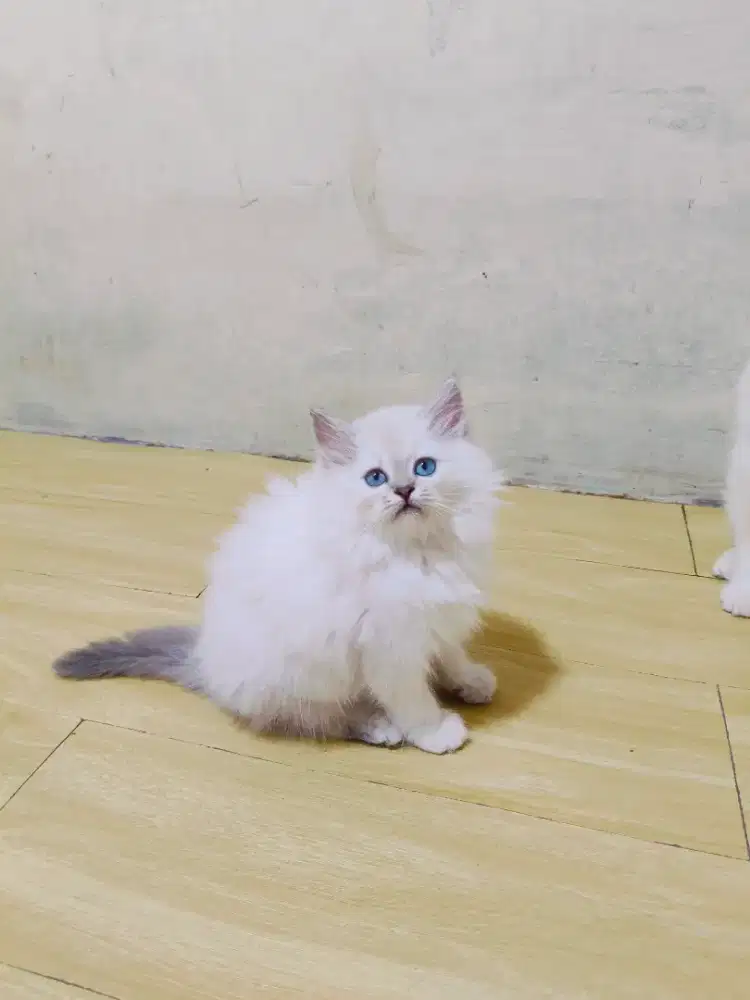 Kitten himalaya blue point betina
