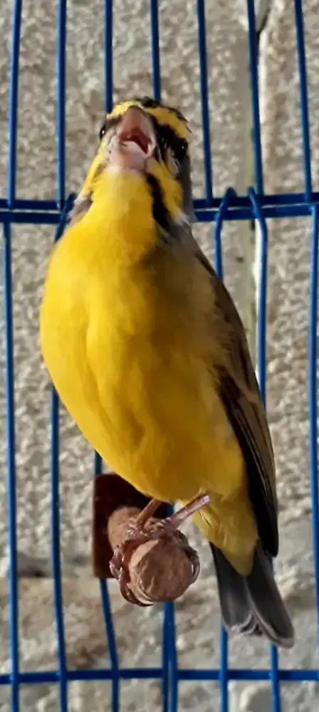 BURUNG MONZABIK GACOR MULUS