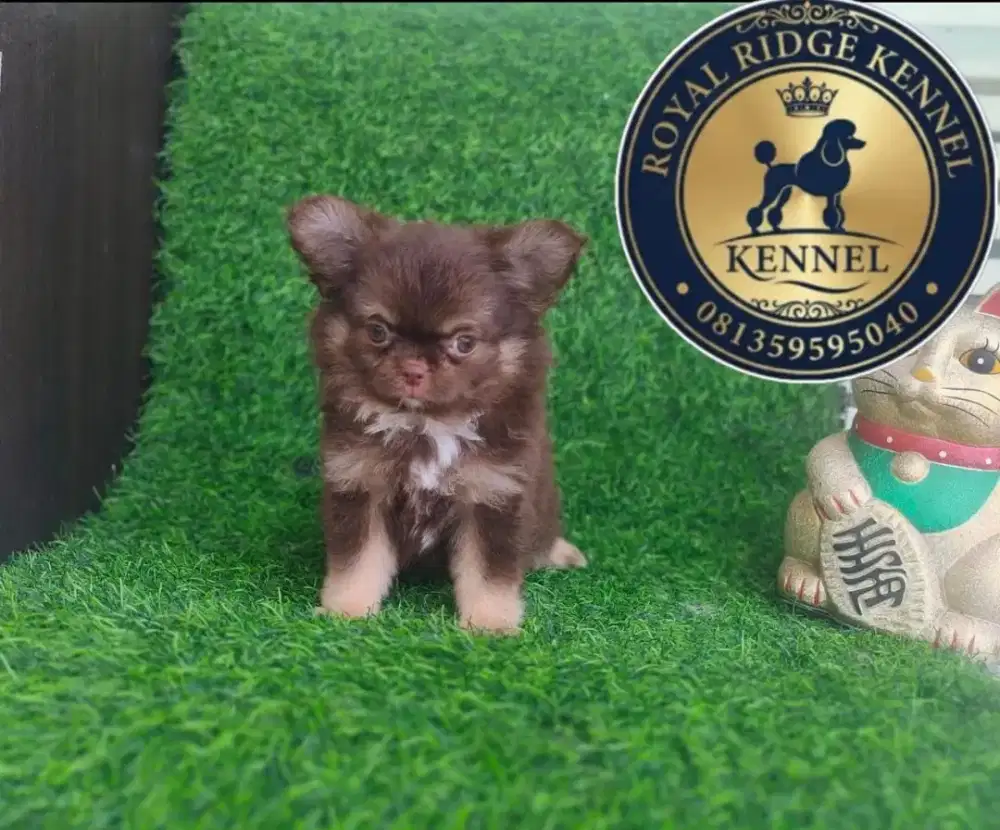 Chihuahua mini long coated male
