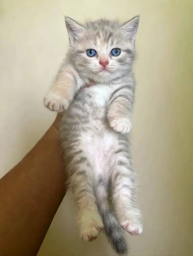 Kucing kitten British shorthair bluetabby