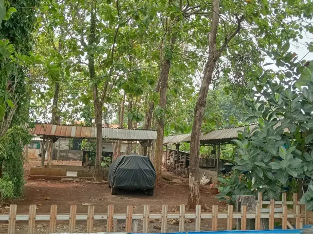 Dijual Cepat tanah bonus pohon jati di Cikeas