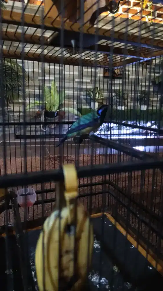 Burung Cungko mapan