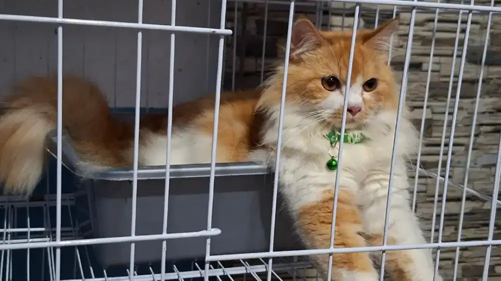 Kucing Anggora Persia
