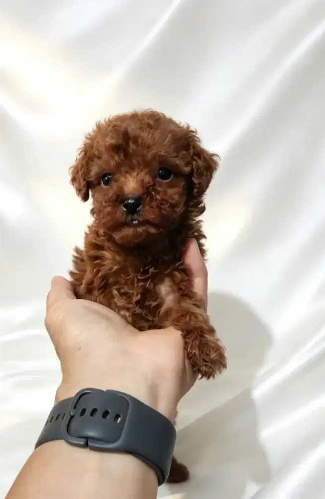 Red Toy Poodle Betina