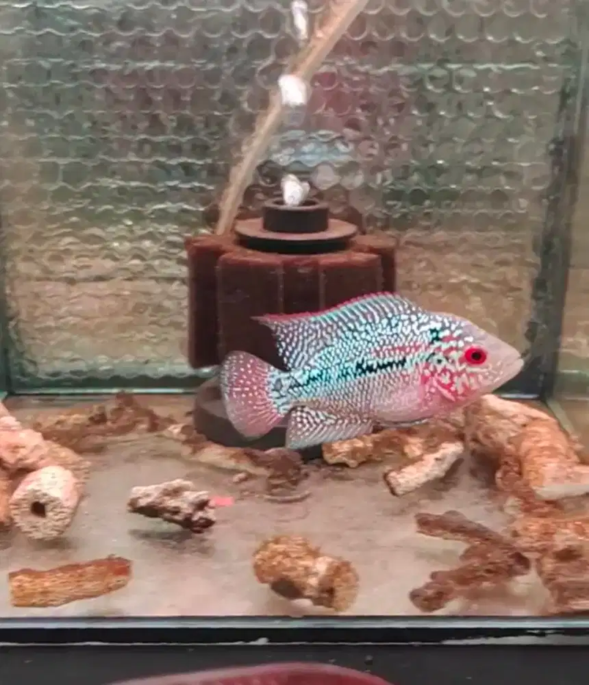 ikan lohan f3 kamfa 5cm merah merona marking panjang full mutiara