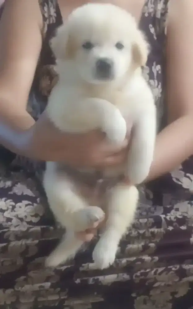 anjing puppy kintamani mix husky