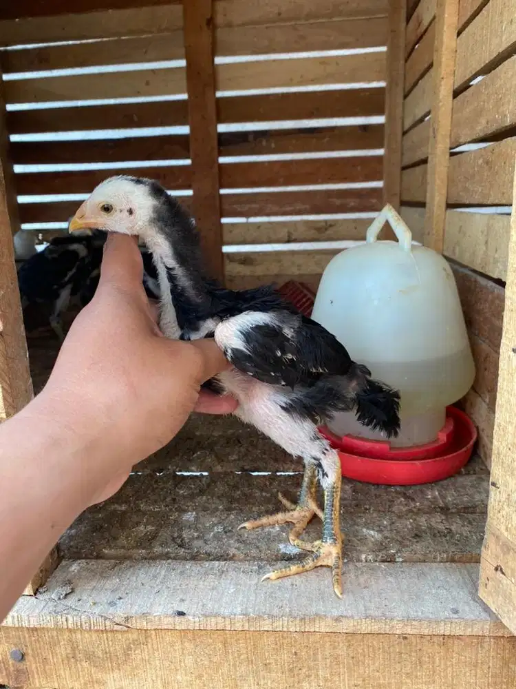 Ayam anakan pakhoy drum
