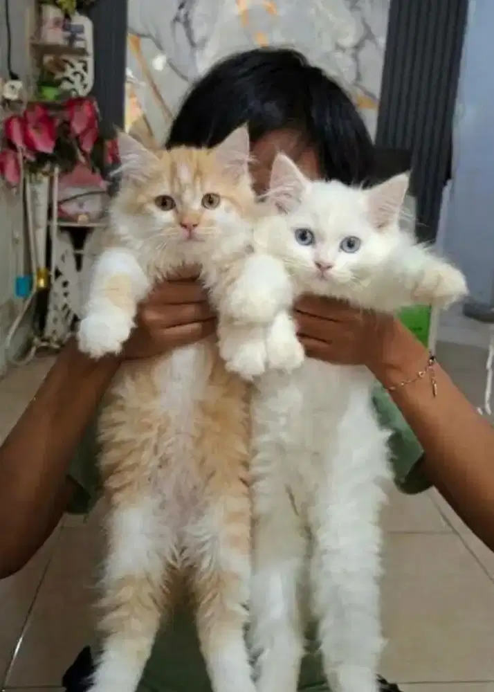Kucing persia flatnose /kitten persia jantan /kucing  oren jantan
