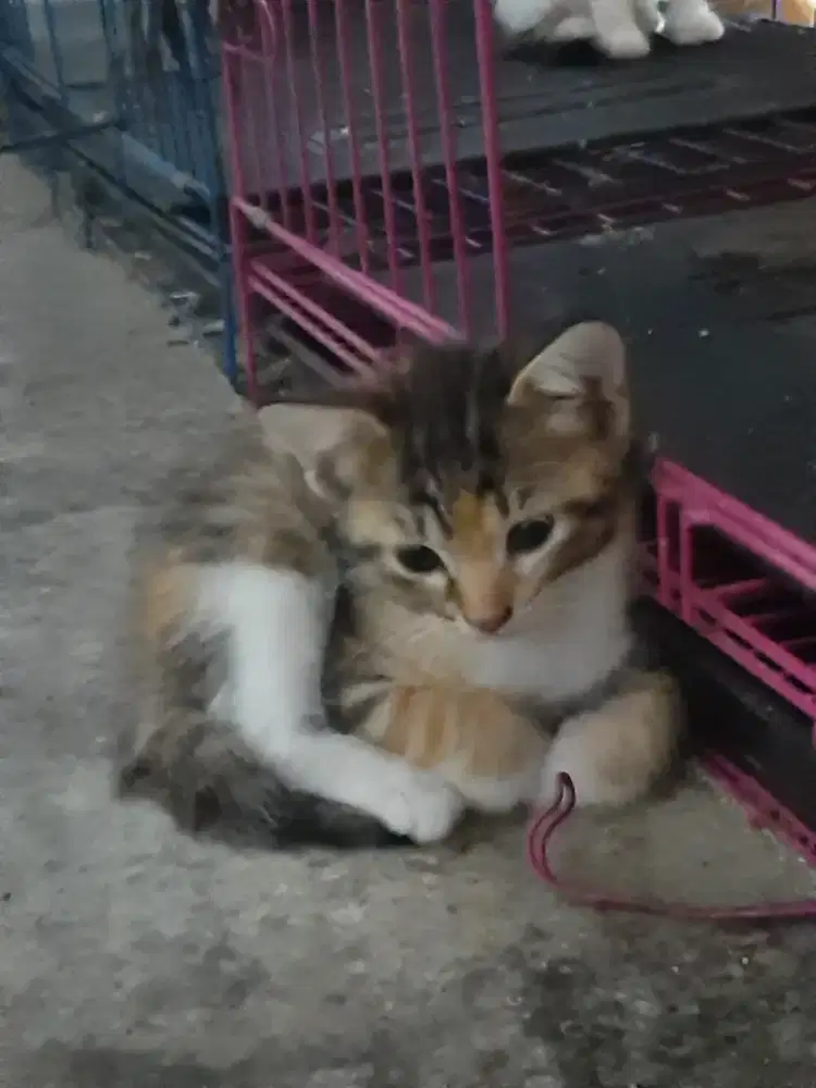 Jual kitten mix dom
