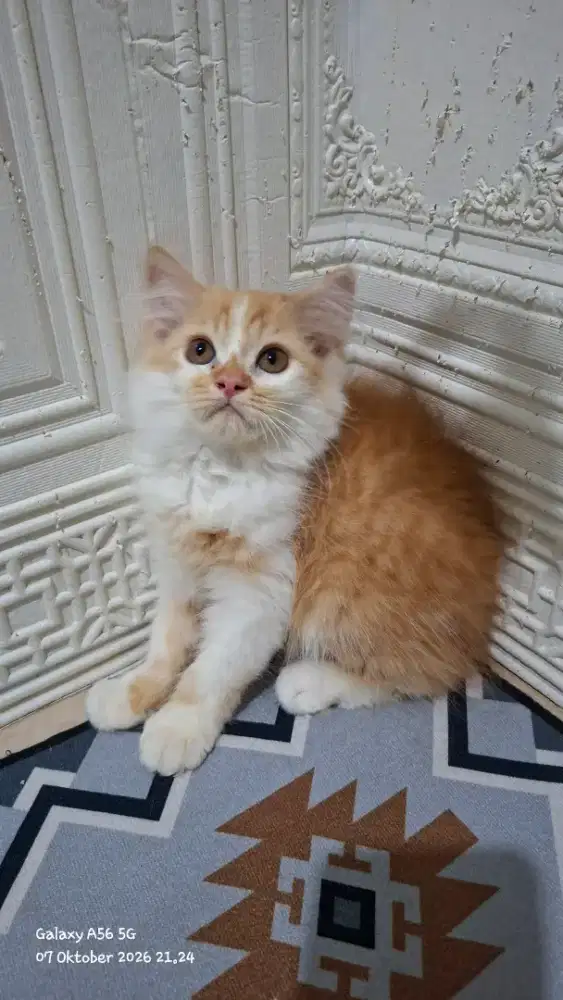 kitten persia jantan/kucing persia  jantan/kucing persia abu