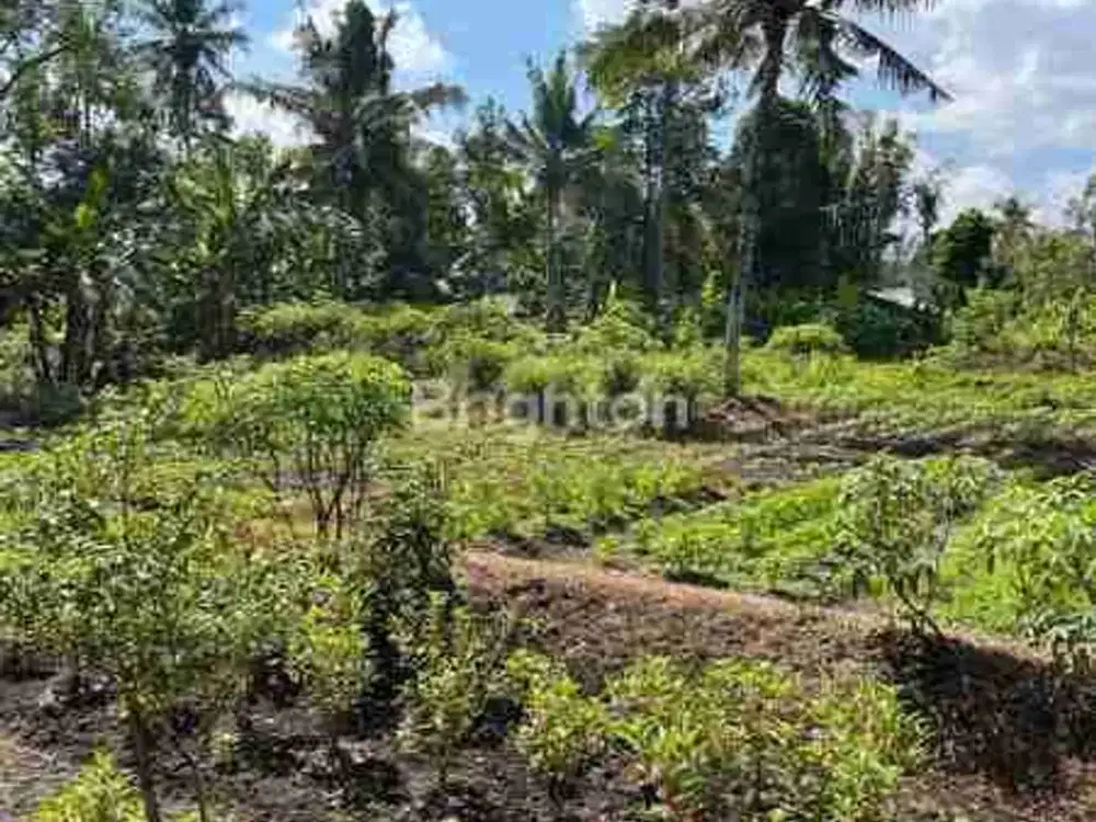 Lokasi yang sangat cocok untuk investor yang mencari lahan luas di kawasan Kedungu dengan potensi jangka panjang