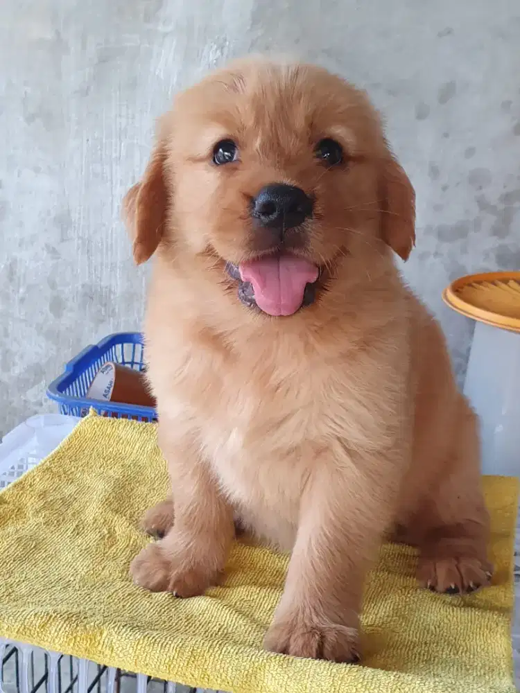GOLDEN RETRIEVER