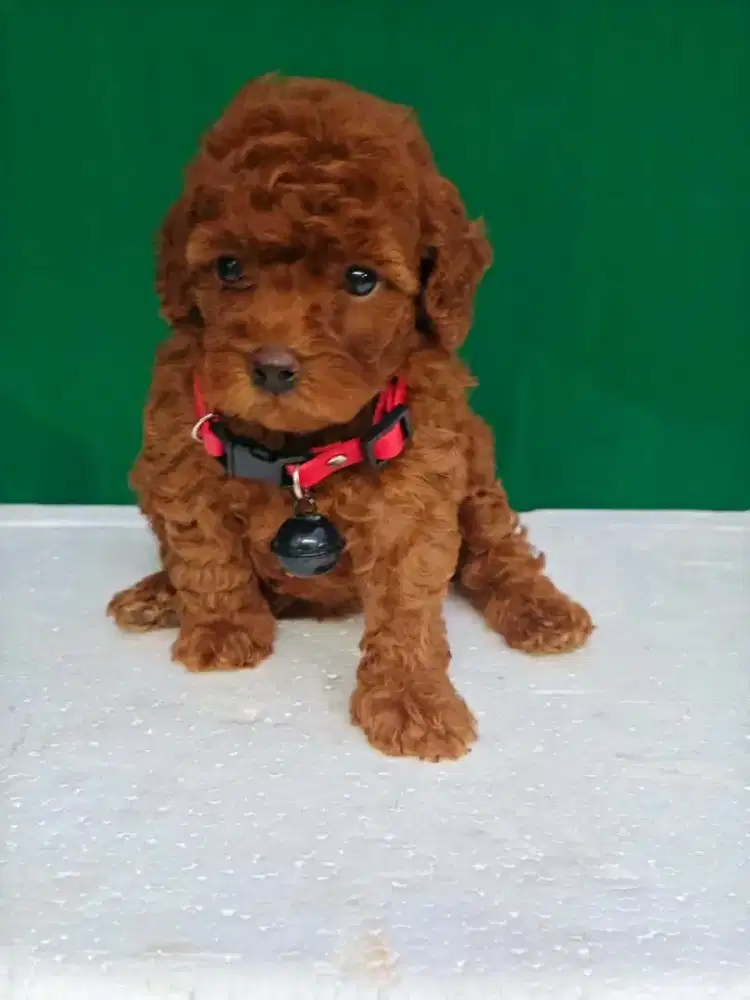 Anak Anjing Poodle Jantan Betina