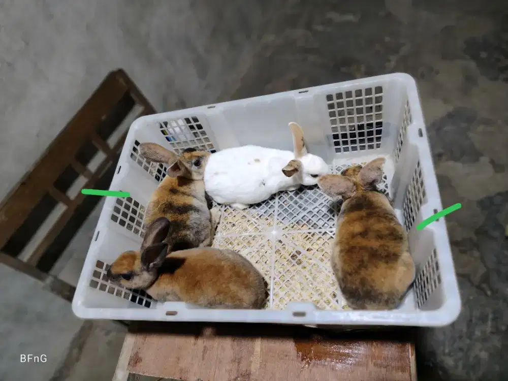 Kelinci REX sampai depan rumah