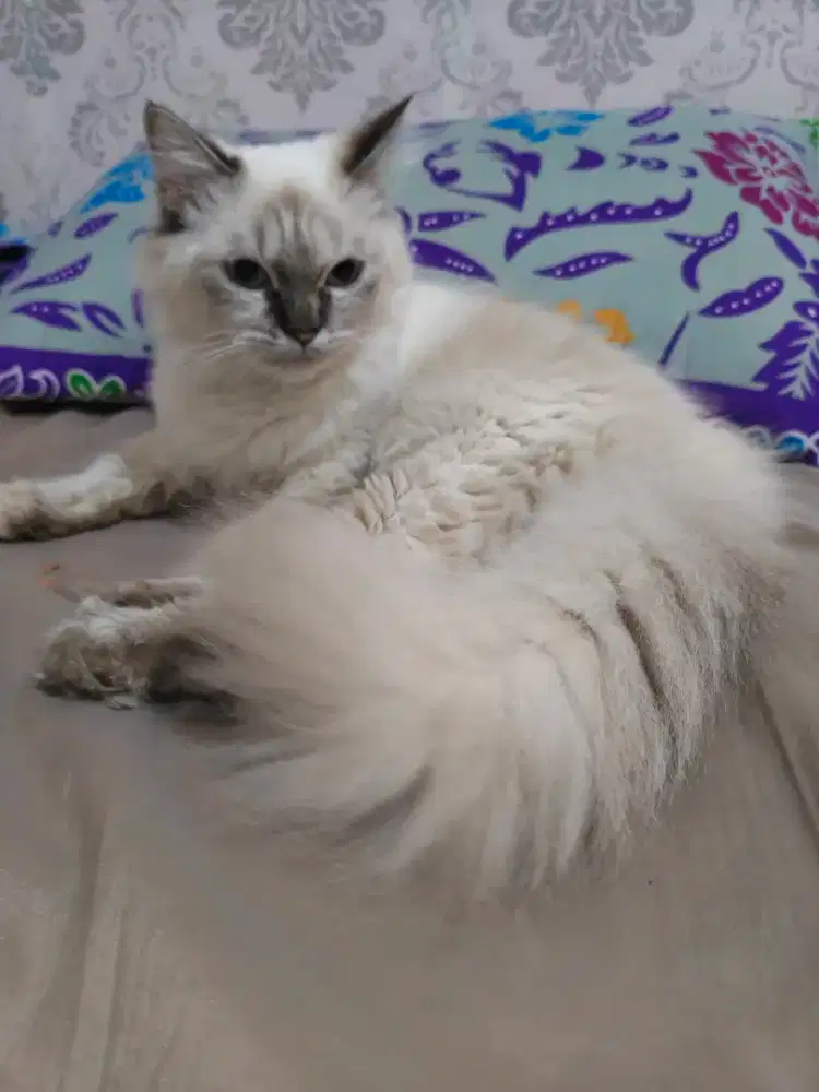 Himalaya mix ragdoll betina