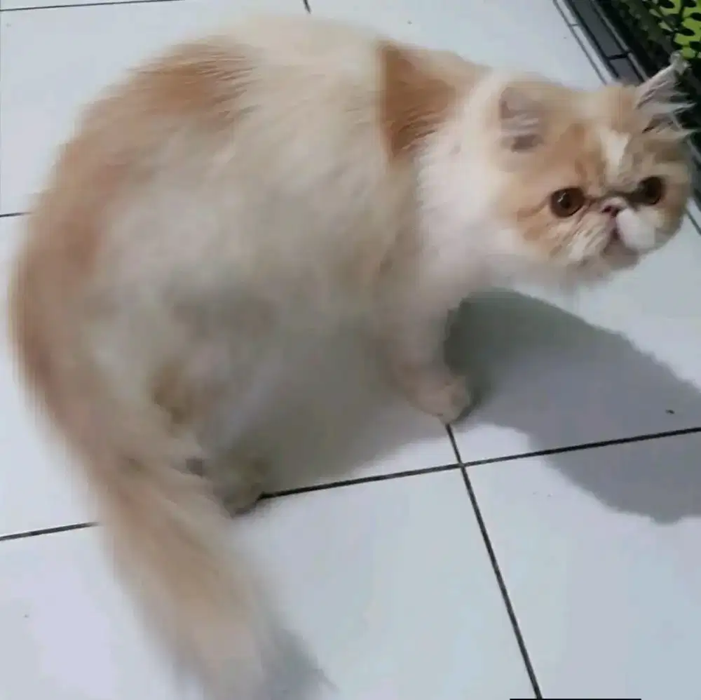 Peaknose betina good anatomi