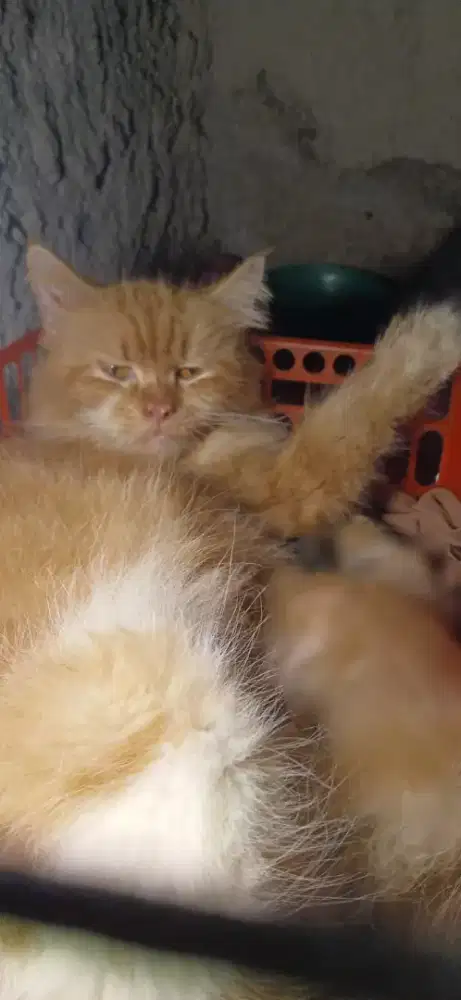 Di jual kucing Persia mc