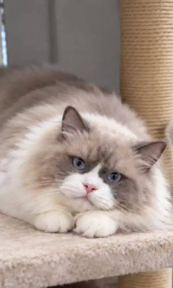 Ragdoll male line import 10 bulan