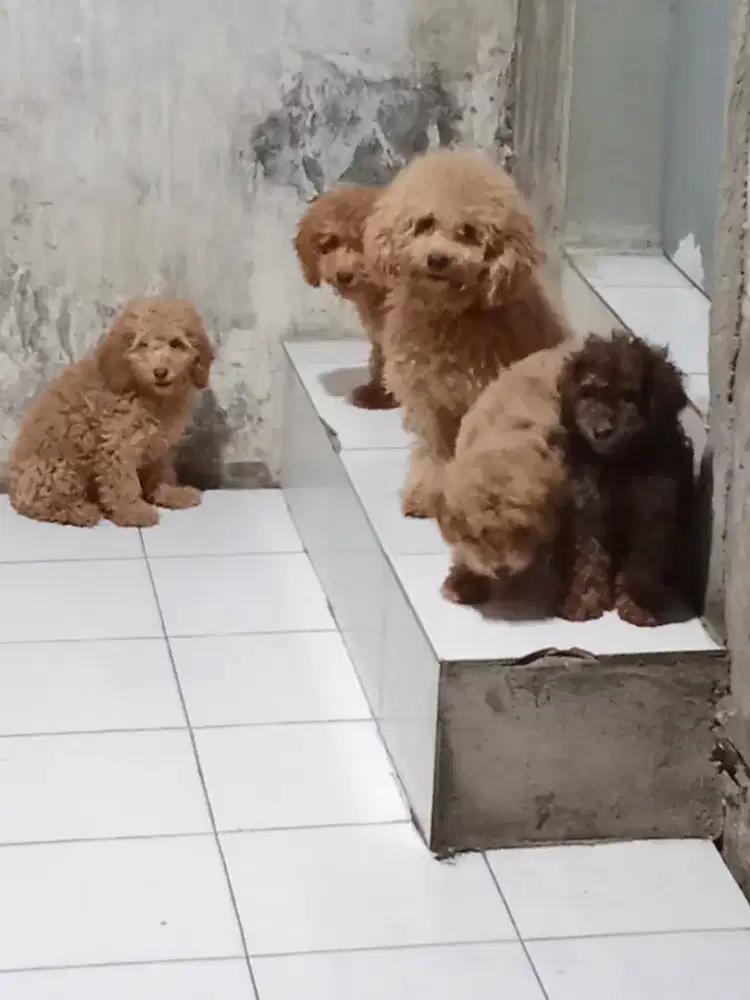 Anjing poodle banyak pilihannya