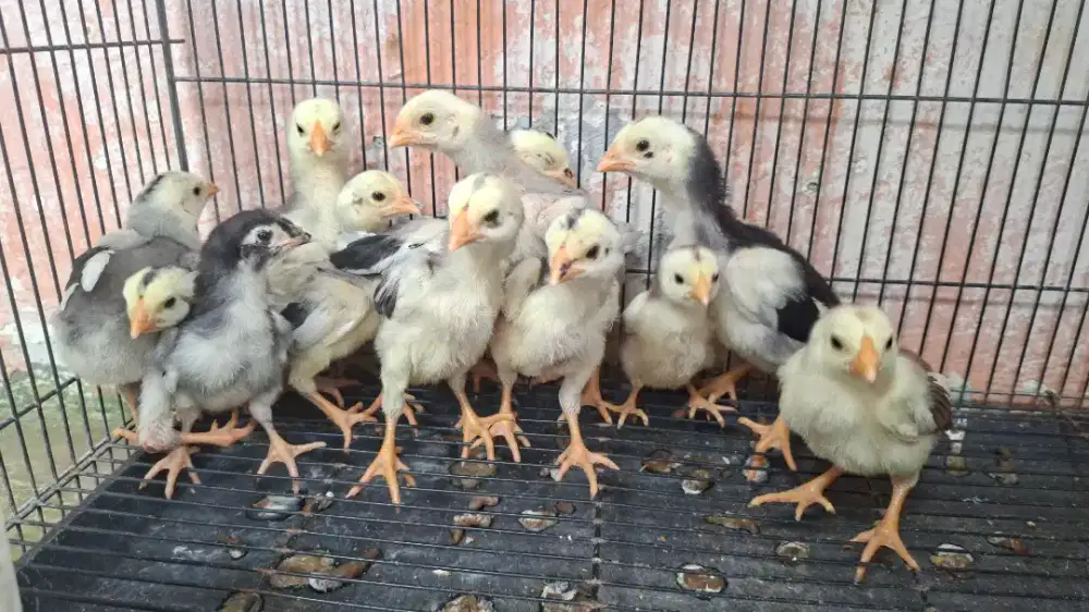 Anak ayam bangkok umur 1 bln