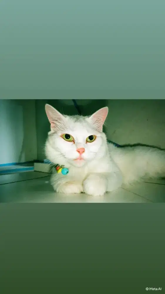 kucing doyan jalan jalan naik motor
