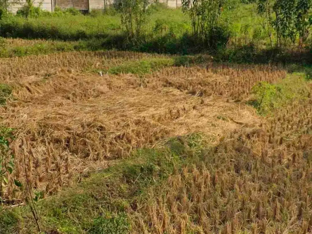 Dijual Tanah Matang Siap.Bangun di Cipacing Jatinangor Sumedang