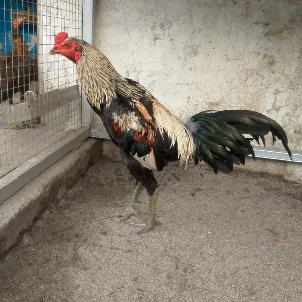 Ayam Pama IQ TEKSI kuda lari
