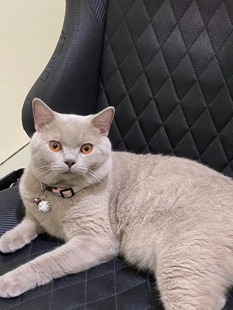 Pacak BSH Lilac Big Bone