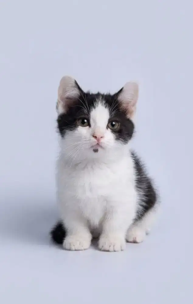 Munchkin BSH Betina