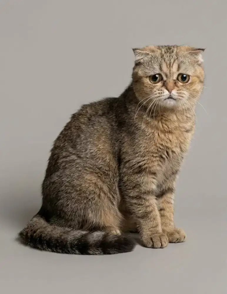 Scottish Fold Golden NY25 betina
