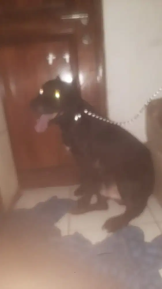 Dibutuhkan kennel girl