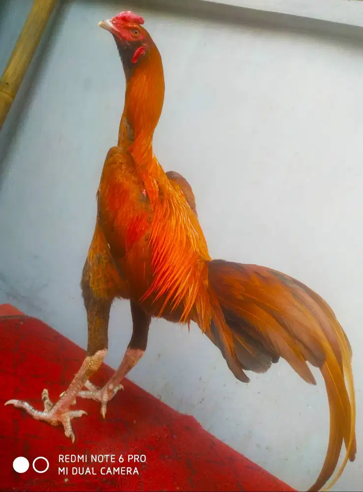 Ayam bangkok pukul Buah