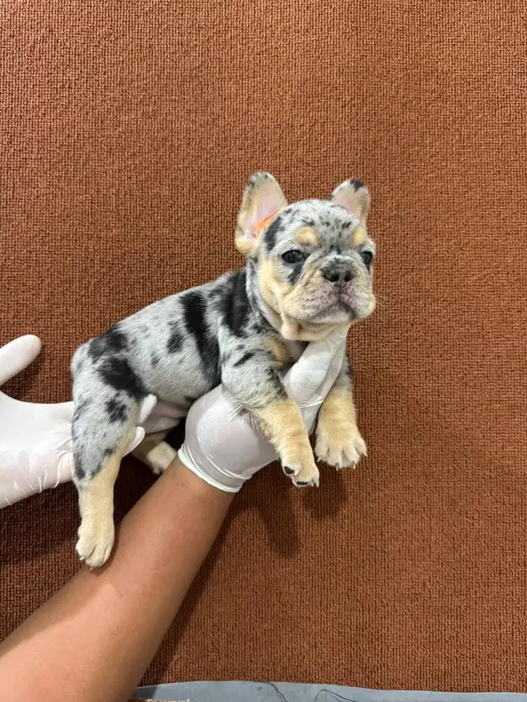Exotic Blue Merle Tan French Bulldog