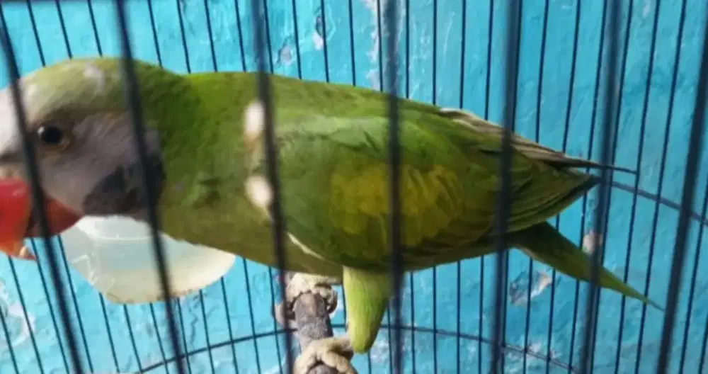 LOVEBIRD JOSAN 1,5 FULSET JINAK TIDAK GIGIT