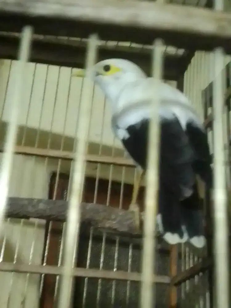 JALAK JALAK PJ GACOR DOR 1,2 FULSET NET