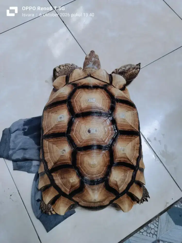 Sulcata jantan 37cm