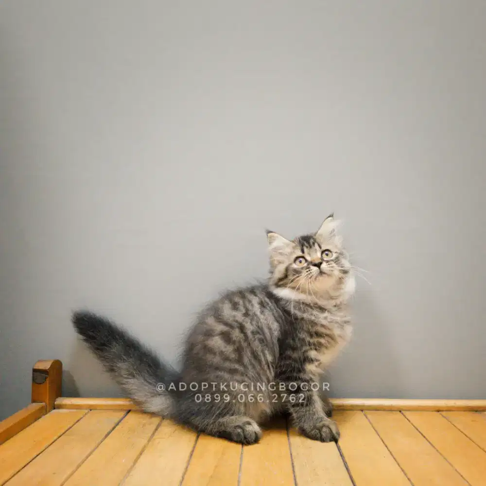 KUCING PERSIA MIX A. CURL