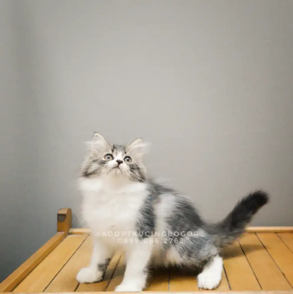 KUCING PERSIA MIX A.CURL