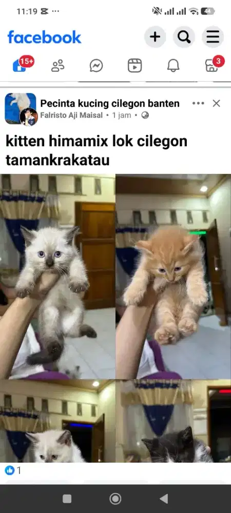 Kitten Himalaya usia 2 bulan J&B
