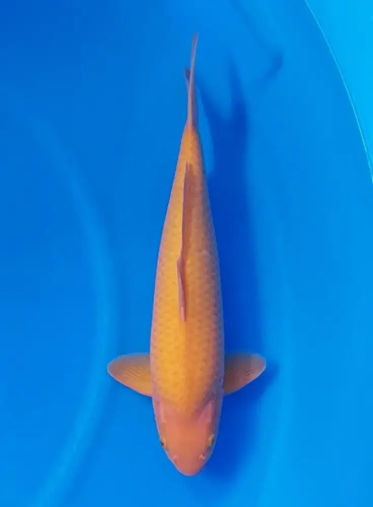 Ikan koi polosan