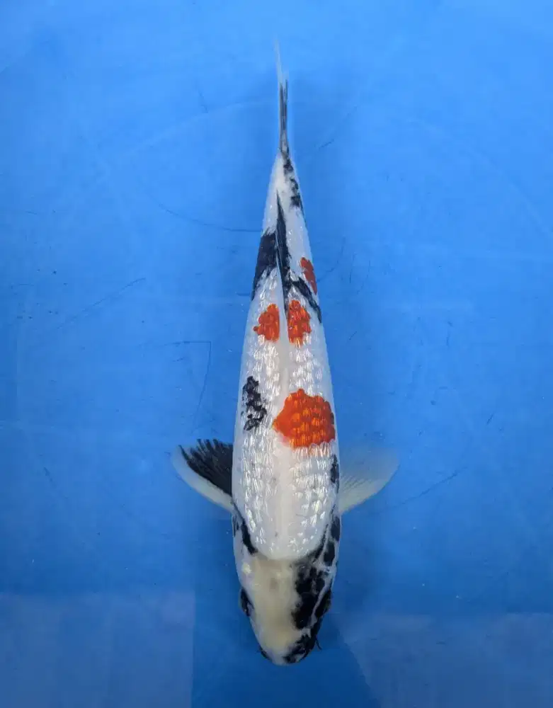 ikan koi kindai showa