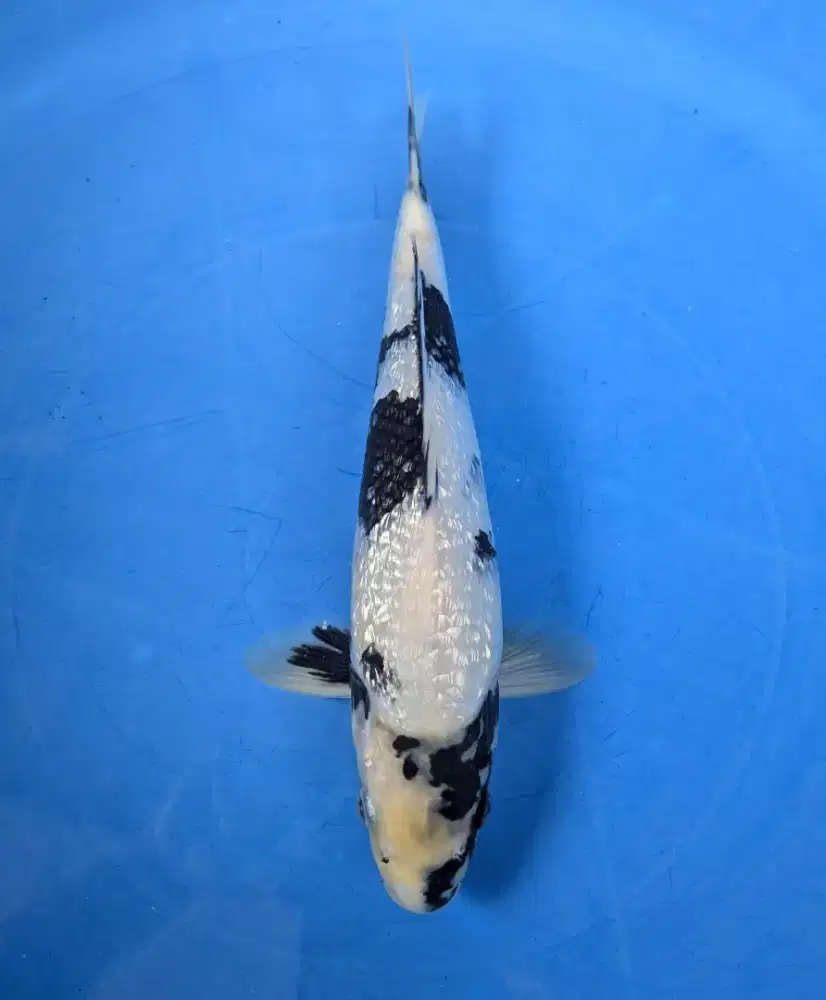ikan koi shiro ginrin