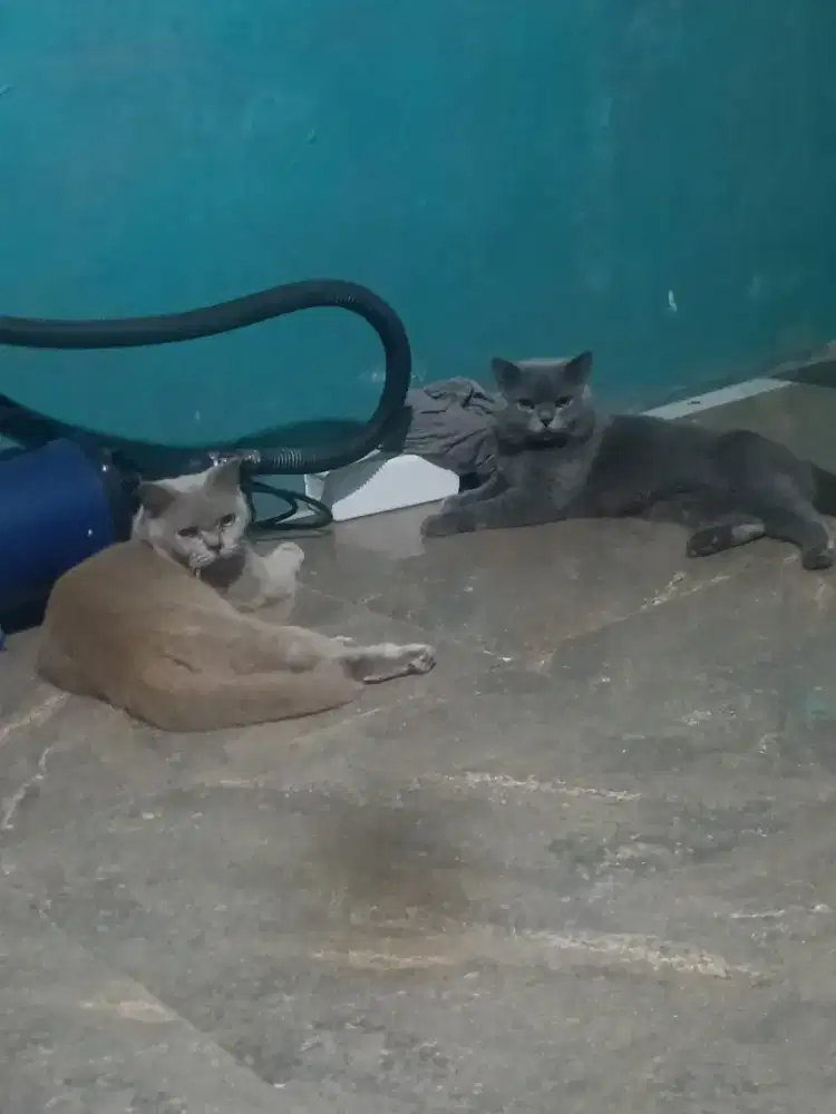 Kucing bsh sepasang siap breed